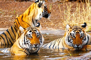 16 Days - Tiger Tours India