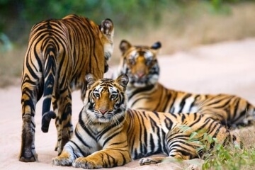 8 Days - Golden Triangle with Ranthambore