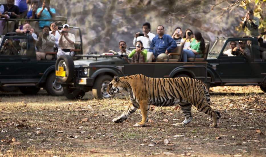 8 Days - Golden Triangle with Ranthambore