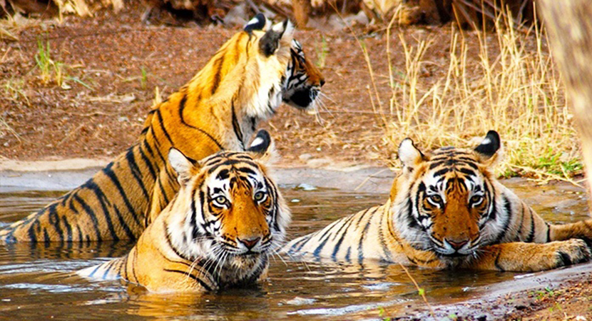 4 Days - Ranthambore Tour from Delhi