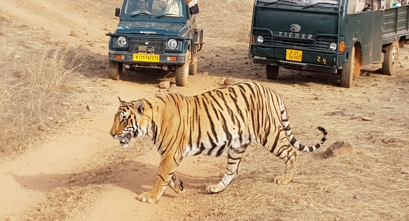 4 Days - Ranthambore Tour from Jaipur