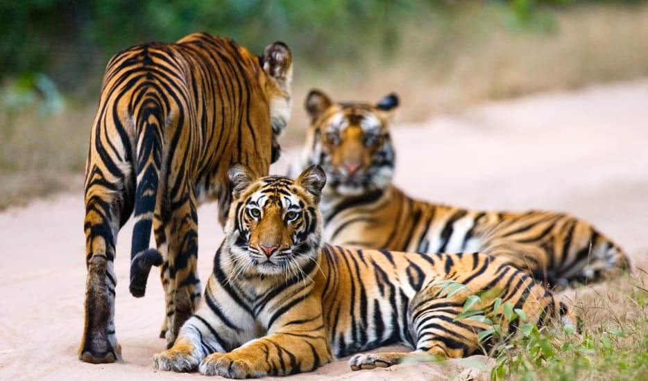 4 Days - Ranthambore Tour from Jaipur