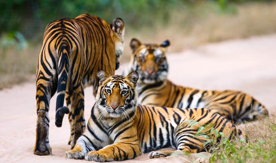 16 Days - Tiger Tours India