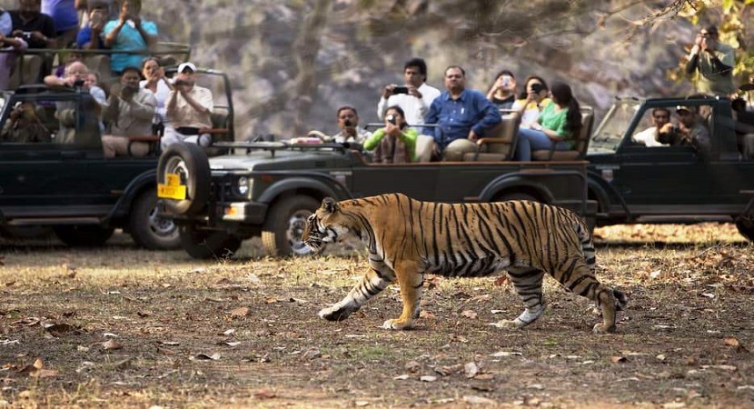 16 Days - Tiger Tours India