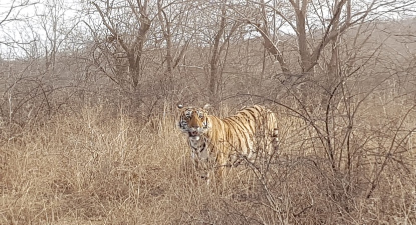 8 Days - Kanha Bandhavgarh Tour